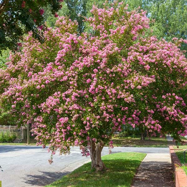 Fast Growing Trees Sioux Crape Myrtle Crape Myrtles 3 Fast Growing Trees Sioux Crape Myrtle Crape Myrtles