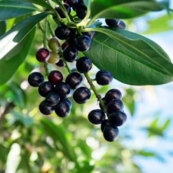 Fast Growing Trees Skip Laurel
