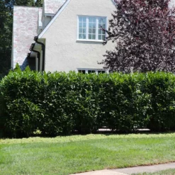 Fast Growing Trees Skip Laurel