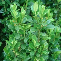 Fast Growing Trees Sky Pencil Holly Tree Holly Trees