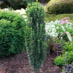 Fast Growing Trees Sky Pencil Holly Tree Holly Trees