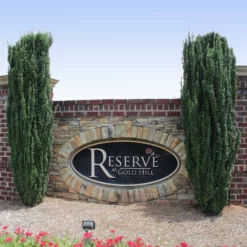 Fast Growing Trees Sky Pencil Holly Tree Holly Trees