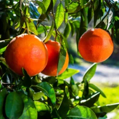 Fast Growing Trees Citrus Trees Smith Red Orange