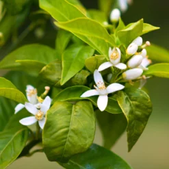 Fast Growing Trees Citrus Trees Smith Red Orange