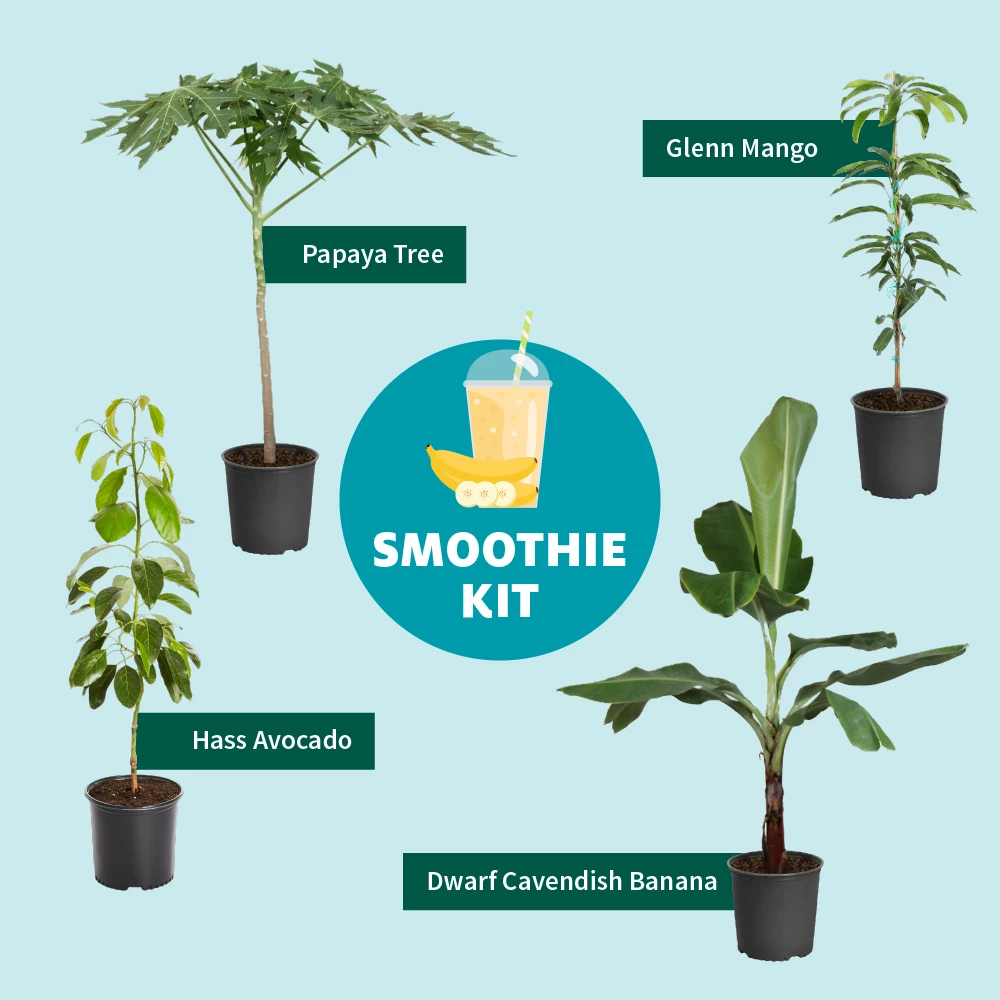 Fast Growing Trees Avocado Trees Smoothie Kit 5 Fast Growing Trees Avocado Trees Smoothie Kit