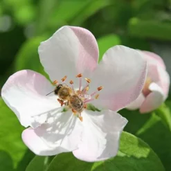Fast Growing Trees See All Fruit Trees Smyrna Quince Tree 9 Fast Growing Trees See All Fruit Trees Smyrna Quince Tree