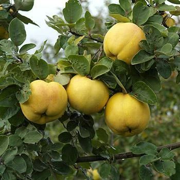 Fast Growing Trees See All Fruit Trees Smyrna Quince Tree 3 Fast Growing Trees See All Fruit Trees Smyrna Quince Tree