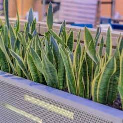 Fast Growing Trees Air Purifying House Plants Snake Plant 38 Fast Growing Trees Air Purifying House Plants Snake Plant