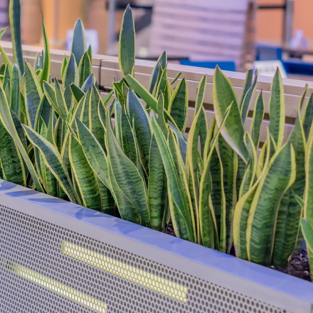 Fast Growing Trees Air Purifying House Plants Snake Plant 10 Fast Growing Trees Air Purifying House Plants Snake Plant