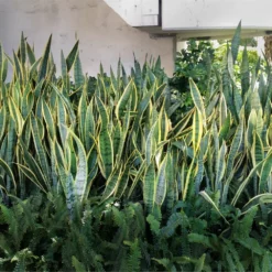 Fast Growing Trees Air Purifying House Plants Snake Plant 39 Fast Growing Trees Air Purifying House Plants Snake Plant