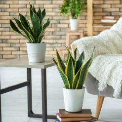 Fast Growing Trees Air Purifying House Plants Snake Plant 34 Fast Growing Trees Air Purifying House Plants Snake Plant