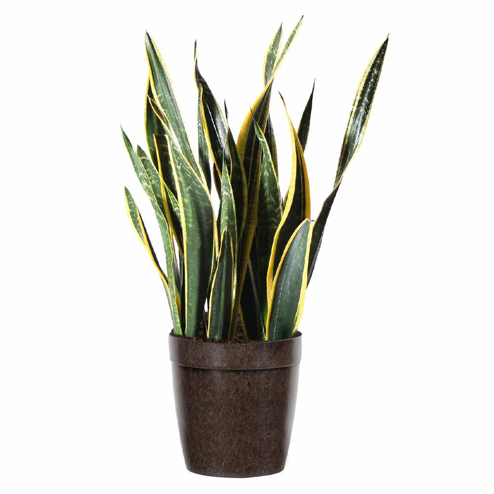 Fast Growing Trees Air Purifying House Plants Snake Plant 16 Fast Growing Trees Air Purifying House Plants Snake Plant