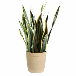 Fast Growing Trees Air Purifying House Plants Snake Plant 43 Fast Growing Trees Air Purifying House Plants Snake Plant