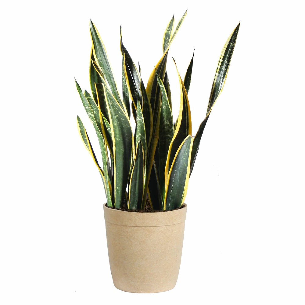 Fast Growing Trees Air Purifying House Plants Snake Plant 15 Fast Growing Trees Air Purifying House Plants Snake Plant