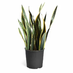 Fast Growing Trees Air Purifying House Plants Snake Plant 42 Fast Growing Trees Air Purifying House Plants Snake Plant