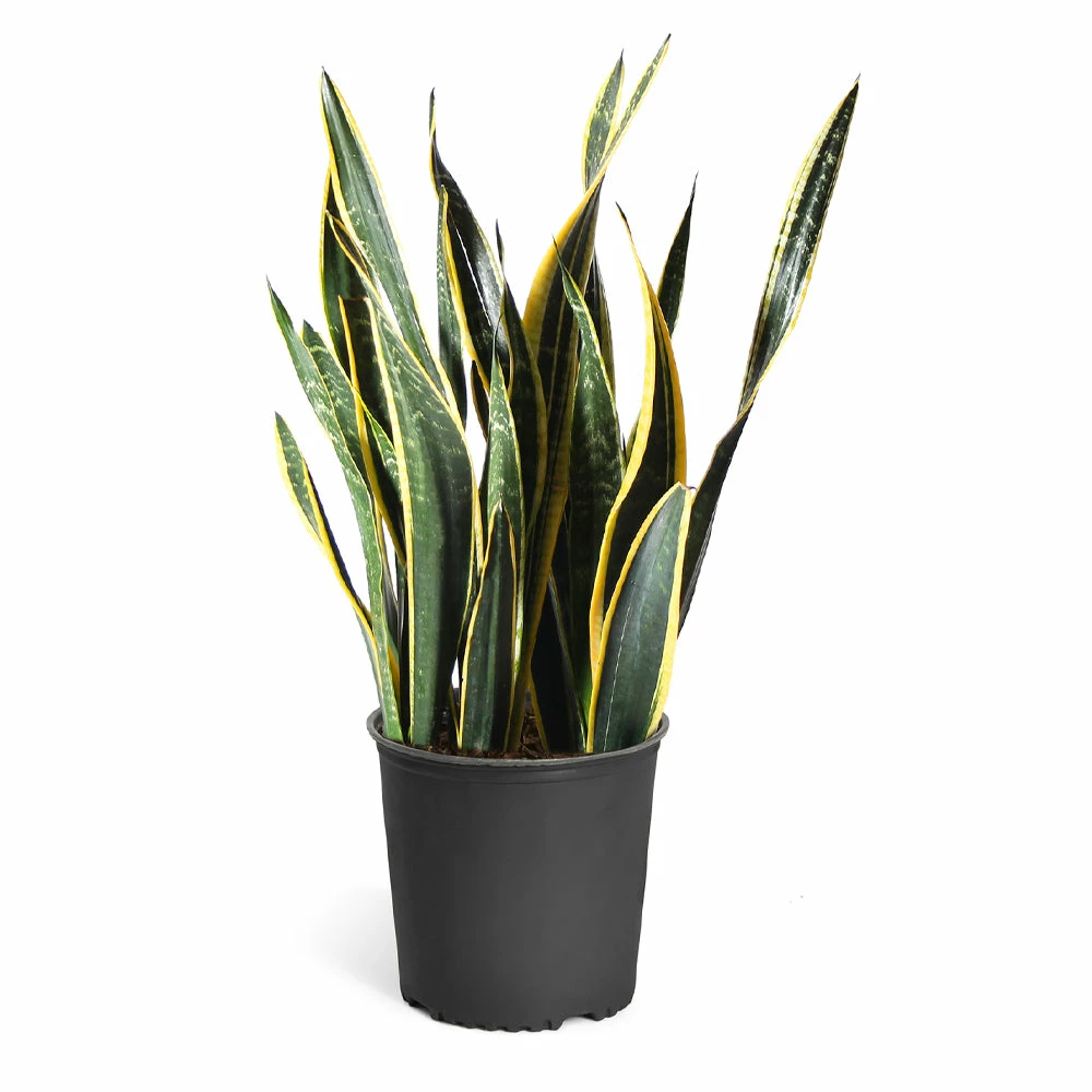 Fast Growing Trees Air Purifying House Plants Snake Plant 14 Fast Growing Trees Air Purifying House Plants Snake Plant