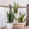 Fast Growing Trees Air Purifying House Plants Snake Plant