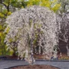 Fast Growing Trees Cherry Blossom Trees Snow Fountains® Weeping Cherry Tree