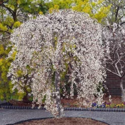 Fast Growing Trees Cherry Blossom Trees Snow Fountains® Weeping Cherry Tree