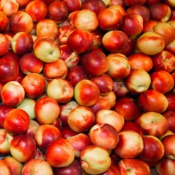 Fast Growing Trees Snow Queen Nectarine Tree