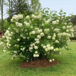 Fast Growing Trees Snowball Bush Viburnum 13 Fast Growing Trees Snowball Bush Viburnum