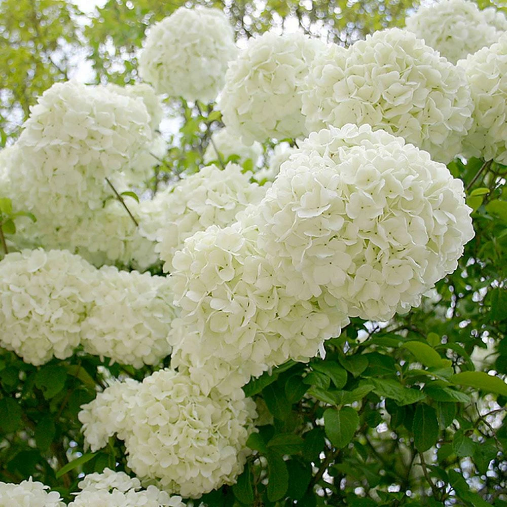 Fast Growing Trees Snowball Bush Viburnum 9 Fast Growing Trees Snowball Bush Viburnum
