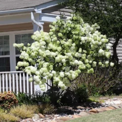 Fast Growing Trees Snowball Bush Viburnum 11 Fast Growing Trees Snowball Bush Viburnum