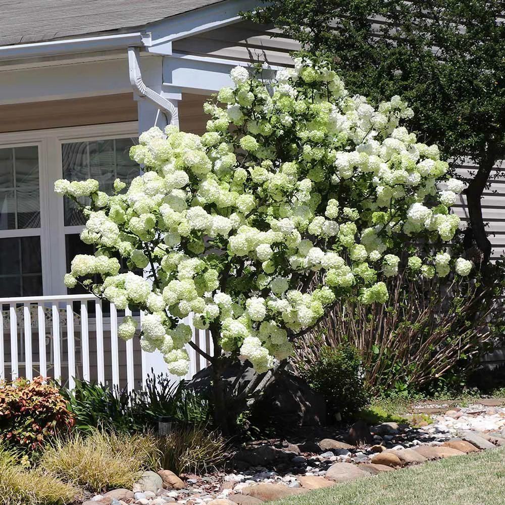 Fast Growing Trees Snowball Bush Viburnum 5 Fast Growing Trees Snowball Bush Viburnum