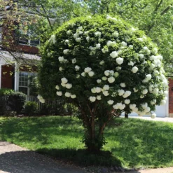 Fast Growing Trees Snowball Bush Viburnum 14 Fast Growing Trees Snowball Bush Viburnum