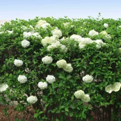 Fast Growing Trees Snowball Bush Viburnum 12 Fast Growing Trees Snowball Bush Viburnum