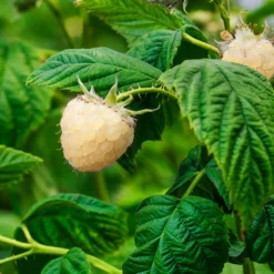 Fast Growing Trees Snowbank White Blackberry Bush Blackberry Bushes