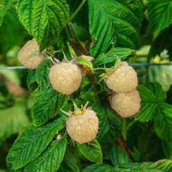 Fast Growing Trees Snowbank White Blackberry Bush Blackberry Bushes