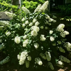 Fast Growing Trees Hydrangea Shrubs Snowcicle Hydrangea Shrub