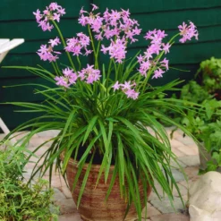 Fast Growing Trees See All Shrubs & Hedges Society Garlic Plant