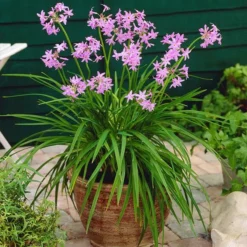 Fast Growing Trees See All Shrubs & Hedges Society Garlic Plant