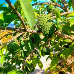 Fast Growing Trees Soursop 'Guanabana' Tree Tropical Fruit Trees