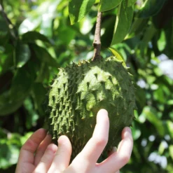 Fast Growing Trees Soursop 'Guanabana' Tree Tropical Fruit Trees