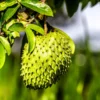 Fast Growing Trees Soursop 'Guanabana' Tree Tropical Fruit Trees