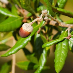 Fast Growing Trees Oak Trees Live Oak Tree