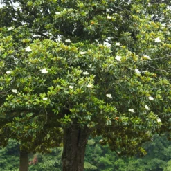 Fast Growing Trees Magnolia Trees Southern Magnolia