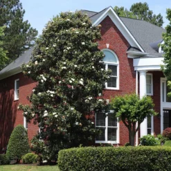 Fast Growing Trees Magnolia Trees Southern Magnolia