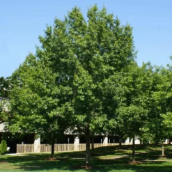 Fast Growing Trees Southern Red Oak Tree 8 Fast Growing Trees Southern Red Oak Tree