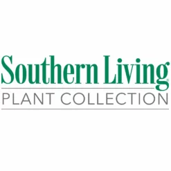 Fast Growing Trees Little Miss Figgy™ Tree - USDA Organic Fig Trees 11 Fast Growing Trees Little Miss Figgy™ Tree - USDA Organic Fig Trees