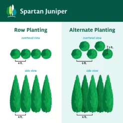 Fast Growing Trees Juniper Trees Spartan Juniper