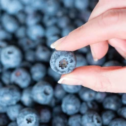 Fast Growing Trees Spartan Blueberry Bush