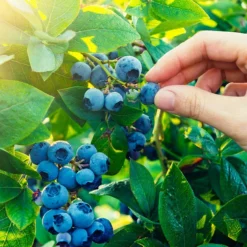 Fast Growing Trees Spartan Blueberry Bush