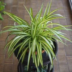 Fast Growing Trees Spider Plant