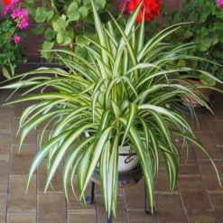 Fast Growing Trees Spider Plant
