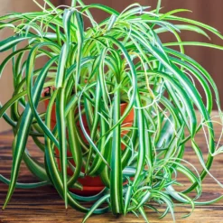 Fast Growing Trees Spider Plant