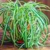 Fast Growing Trees Spider Plant
